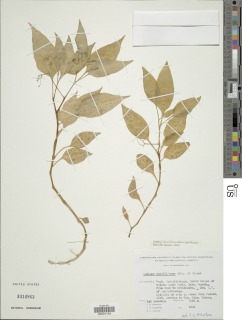 Solanum morelliforme image