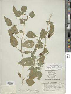 Image of Solanum allophyllum