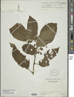 Image of Witheringia maculata