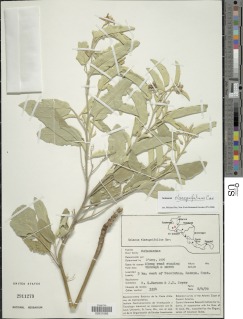 Image of Solanum elaeagnifolium