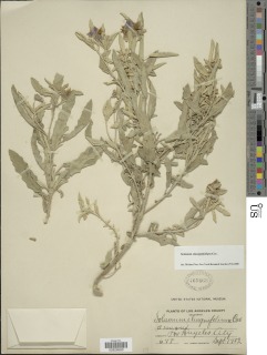 Image of Solanum elaeagnifolium