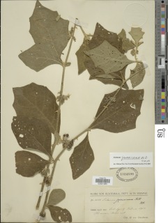 Image of Solanum jamaicense