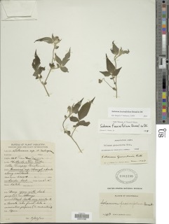 Image of Solanum fraxinifolium