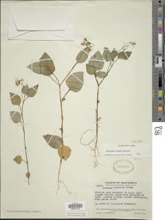 Solanum clarum image