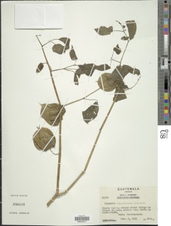 Physalis nicandroides image