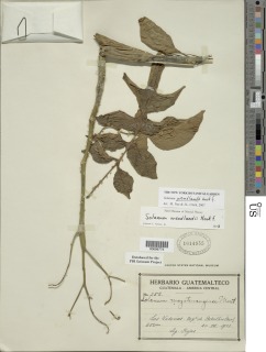 Solanum wendlandii image
