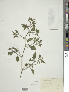 Image of Capsicum baccatum