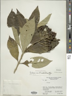 Image of Solanum umbellatum