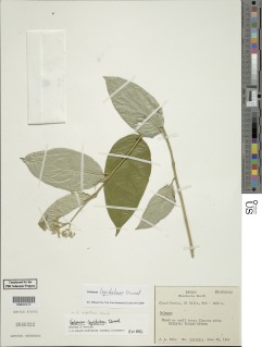 Image of Solanum lepidotum
