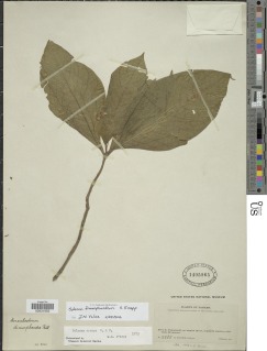 Solanum dimorphandrum image
