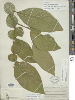 Image of Solanum microleprodes