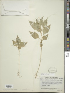 Image of Solanum morelliforme