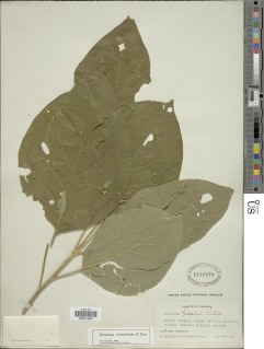 Image of Solanum erianthum