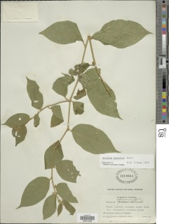 Solanum extensum image