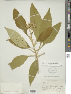 Solanum chiapasense image