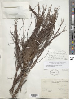 Pinus pseudostrobus image