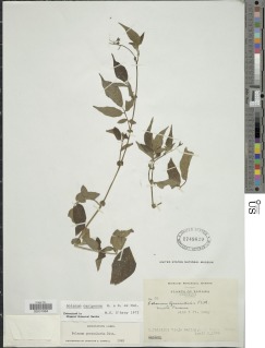 Image of Solanum caripense