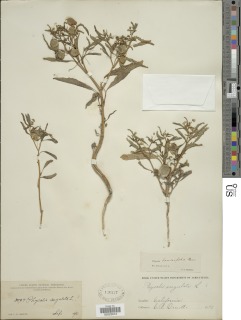 Image of Physalis lanceifolia