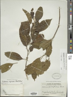 Image of Solanum nigricans