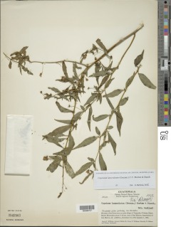 Capsicum lanceolatum image