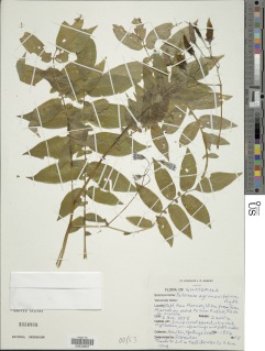 Solanum agrimonifolium image