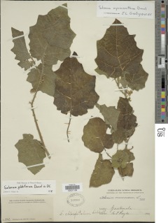 Solanum acutilobum image
