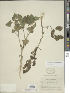 Image of Physalis pubescens