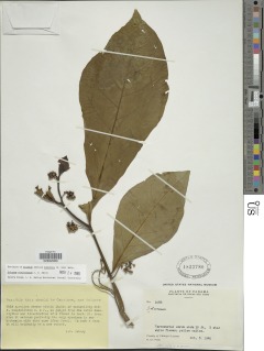 Image of Solanum rovirosanum