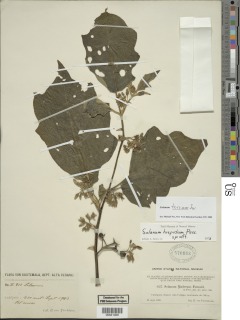 Solanum torvum image