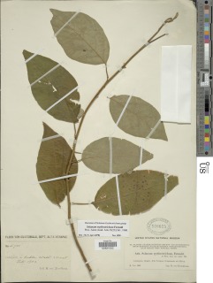 Image of Solanum erythrotrichum