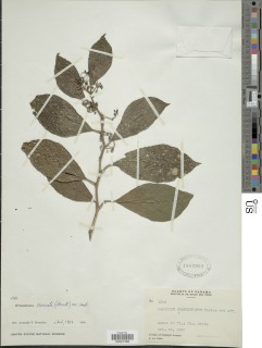 Image of Witheringia cuneata