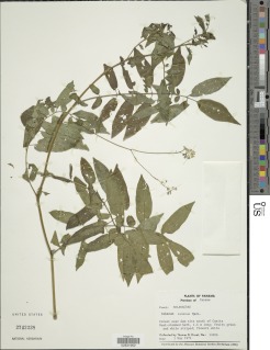 Solanum canense image