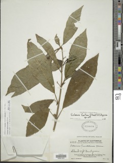 Image of Solanum narcoticosmum