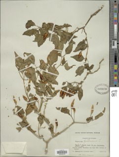 Image of Capsicum frutescens
