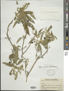 Solanum muenscheri image