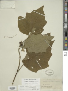 Solanum rudepannum image