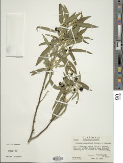 Solanum muenscheri image