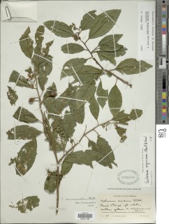 Solanum nigricans image