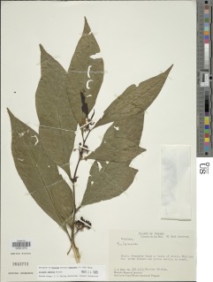 Image of Solanum imberbe