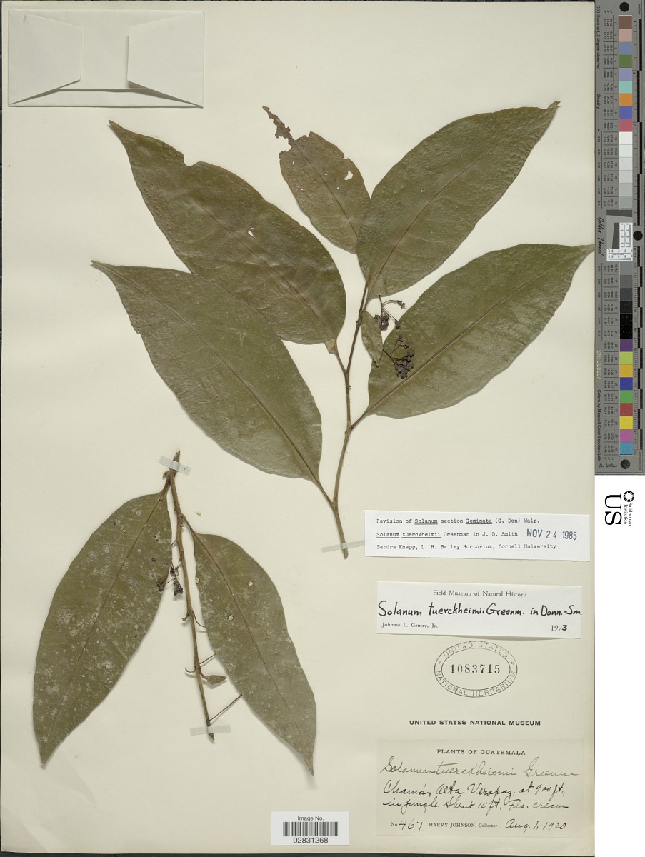 Solanum tuerckheimii image