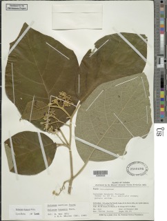 Solanum hayesii image