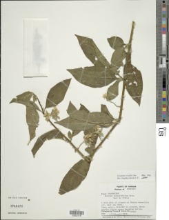 Solanum volubile image