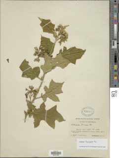 Image of Solanum torvum