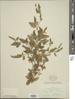 Solanum deflexum image
