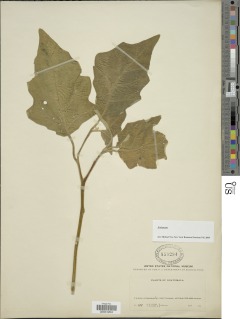 Image of Solanum ochraceo-ferrugineum