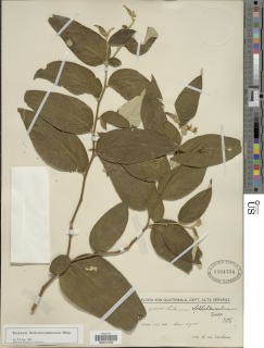 Solanum schlechtendalianum image