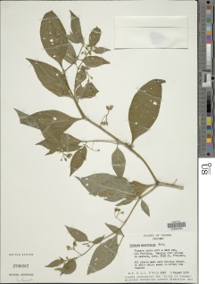Image of Solanum macrotonum