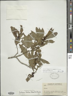 Solanum narcoticosmum image