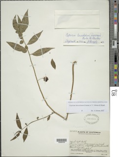 Capsicum lanceolatum image