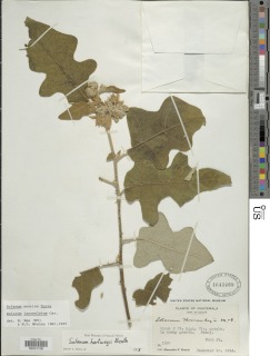 Solanum lanceolatum image